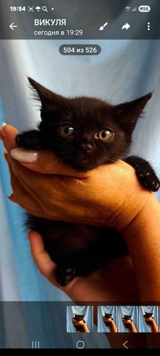 Котята ищут семьи!