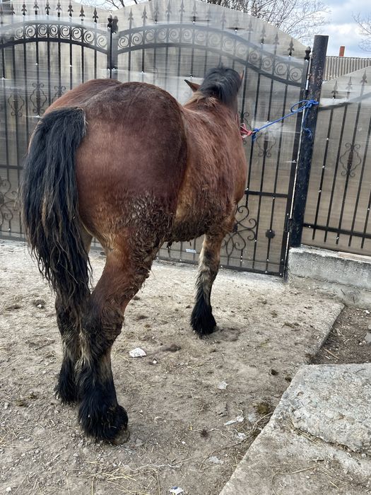 Manz greu de 1 an 4 luni