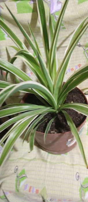 Продам хлорафитум