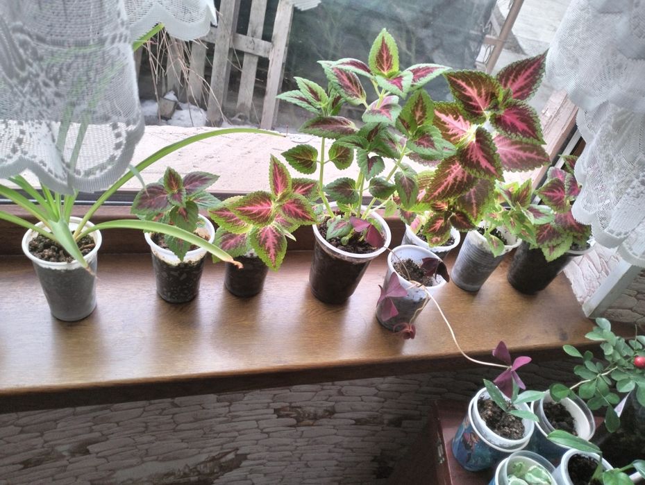 Домашние цветы. Акция