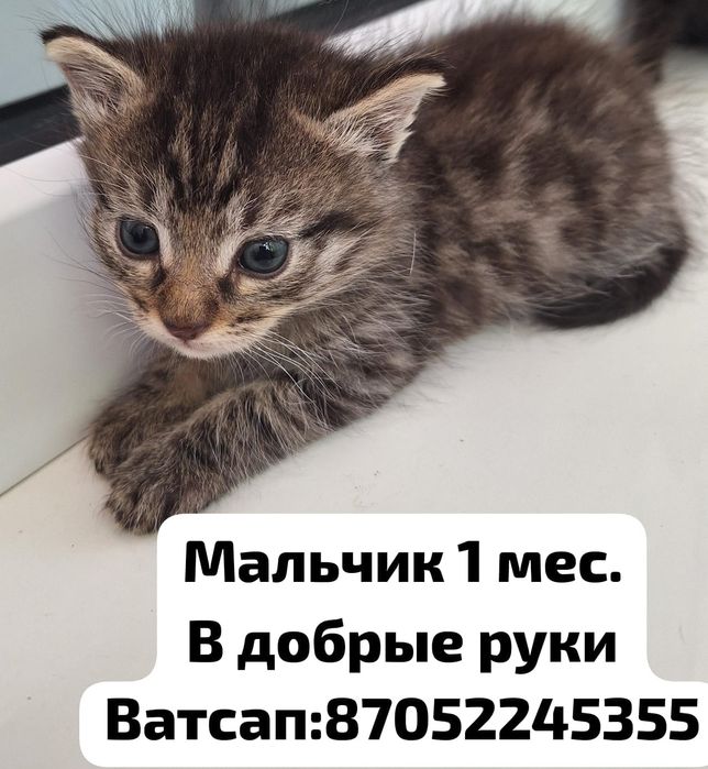 Отдам в добрые руки котят