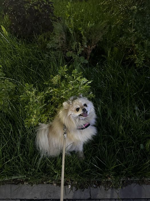 Передержка собак и кошек