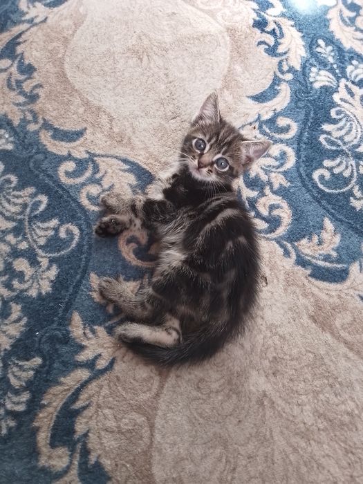 Отдам котят в добрые руки