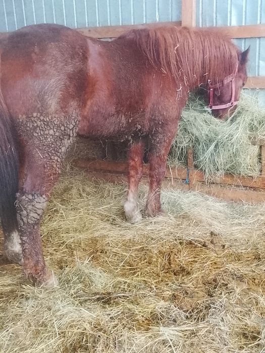 Vând mânz armăsar