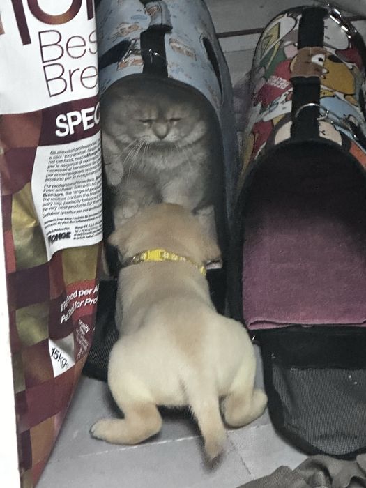 Лабрадор ретривер