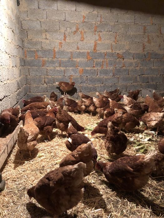 Ломан браун 6 айлык