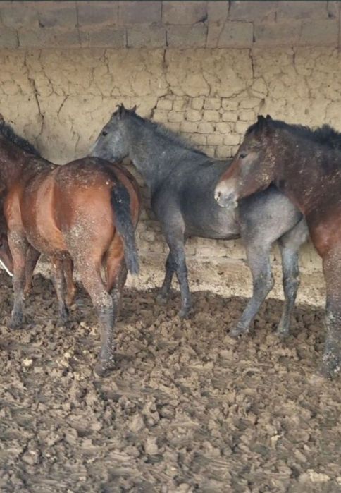 Соғым жілік 2700тг кун сайын