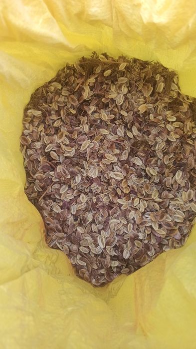 Bobo Toğ kavrak uruği bor sotiladi 240 kilo