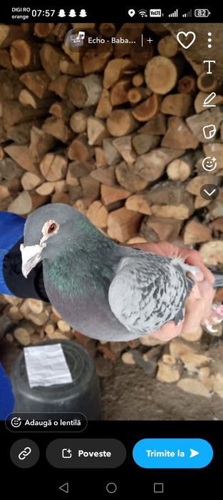 Vând porumbei  voiajori