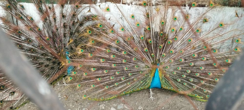 Перья индийского павлина