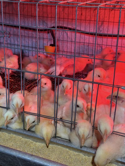 Pui de carne sanatosi | 250-300g | crescuti natural | disponibili acum