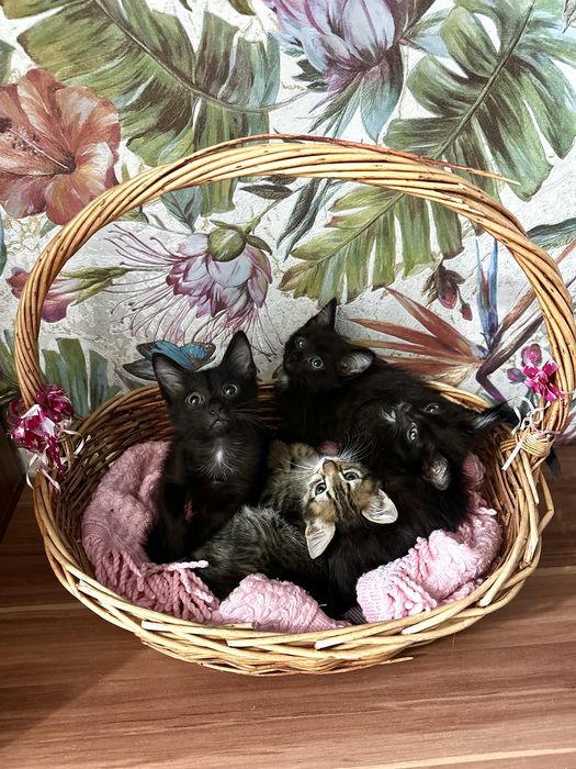 Котята в любящий дом