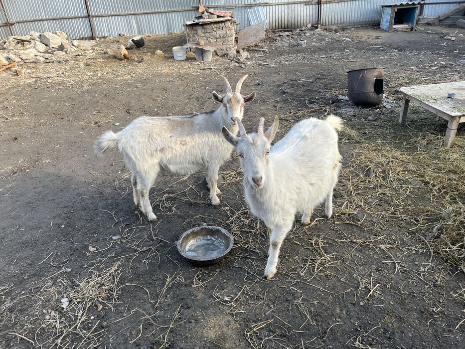 Заен ешкі сатылымда