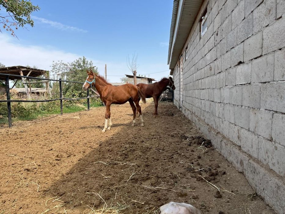 Жабағылар сатылады