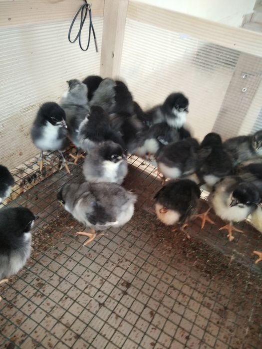 Vind pui de găină australop wiandotte ,GSG