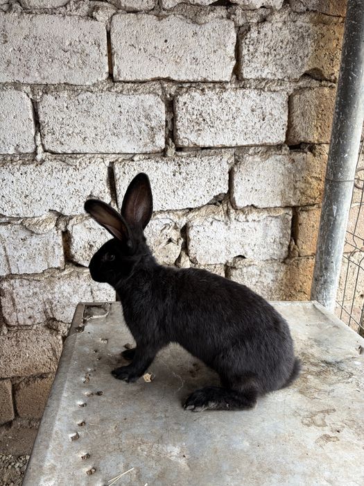 Pereche Iepuri Fluture German