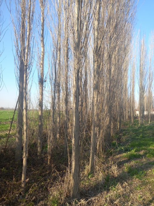 Прадаётса деревя-Тераклар сотилади