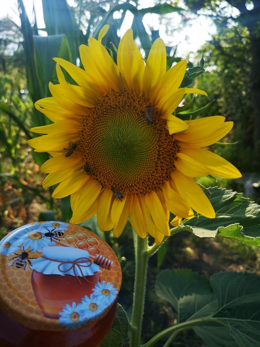 Miere naturală, fără îndulcitori