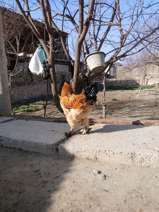 Dakan xoʻrozlar sotiladi