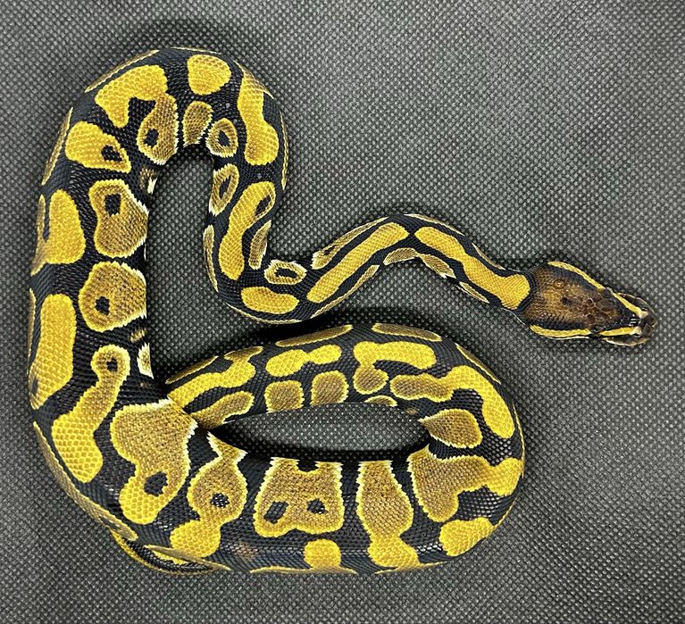 Кралски питон Normal