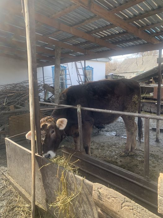 Продам телку порода алатау