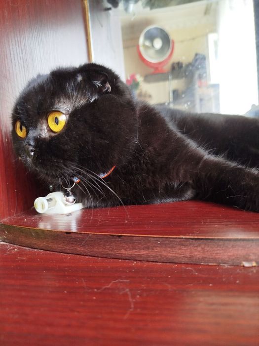 Кошка порода скоттиш фолд