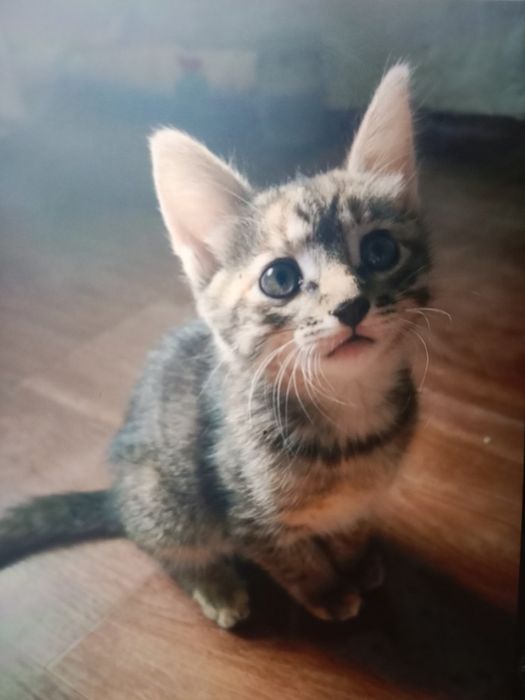 Отдам котят в добрые руки!