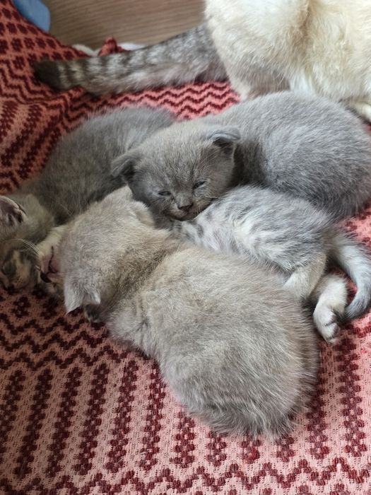 Шотландски клепоухи, британски таби