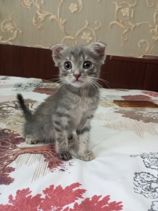 Вислоухие котята