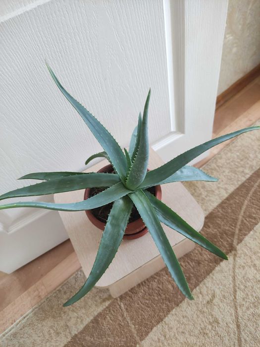 Алоэ более 3х лет  2500        .