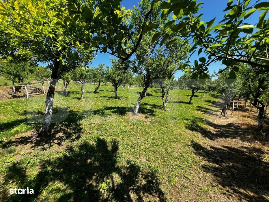 Livada in Arcalia, langa padure - 4.000 mp