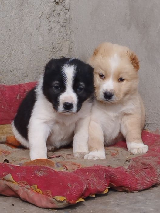 Щенки Алабая кобель и сука (мальчик и девочка)