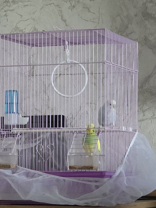 Волнистый попугай