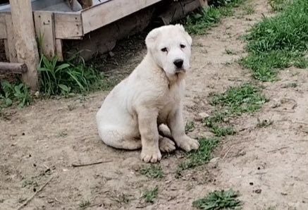 Алабай Тозаларидан еркак