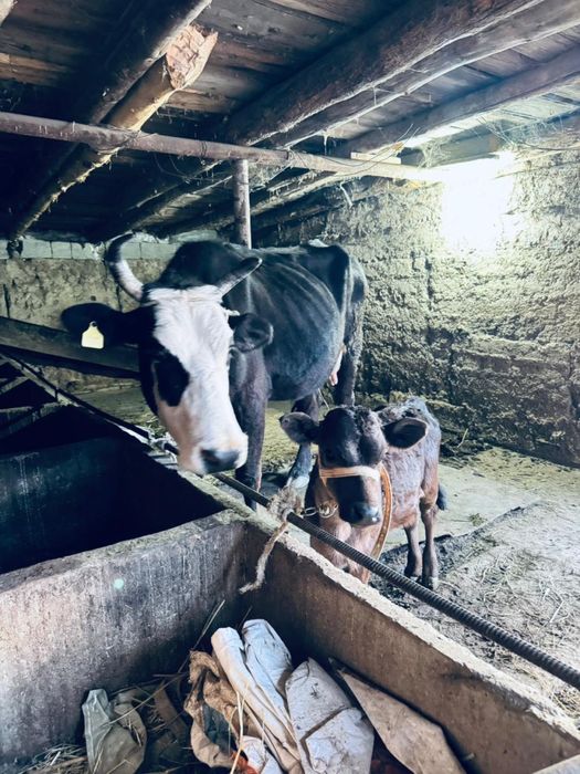 Корова продается Сиыр сатылады