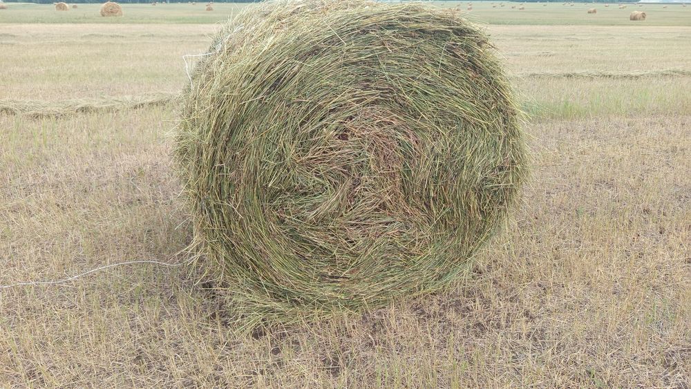 Сено суданка и пырей