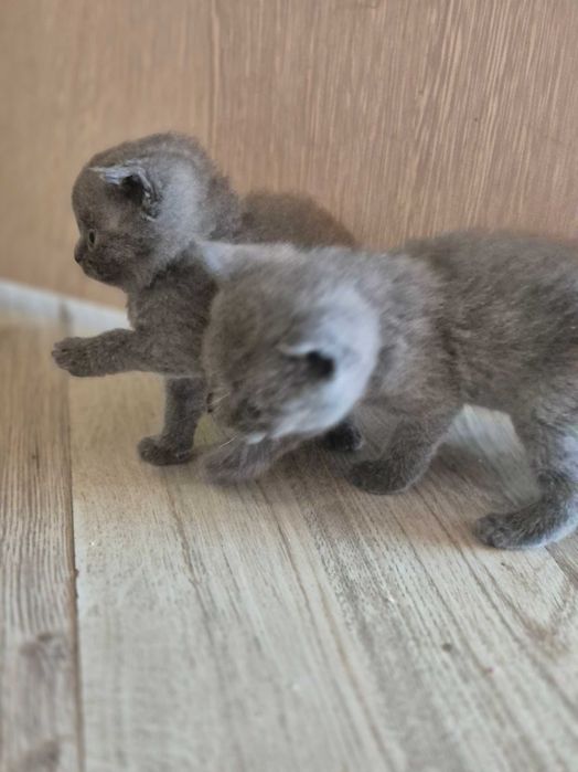Британски котета