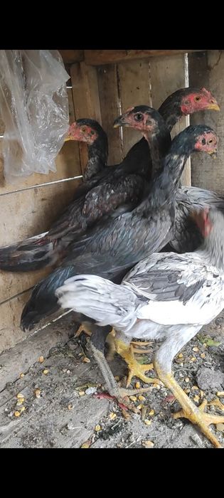 Продаются джуджики апрель месяц