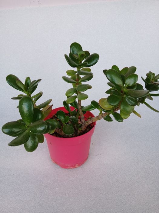 Дървото на живота