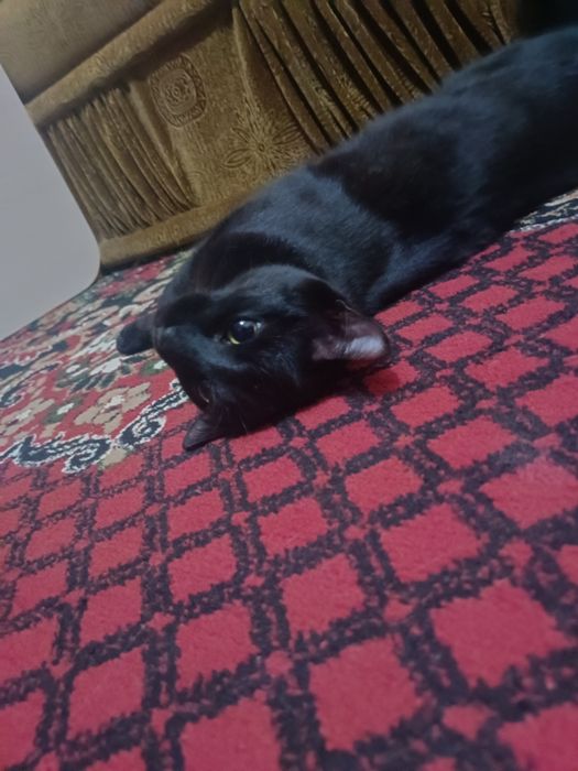 Ищем кота для вязки
