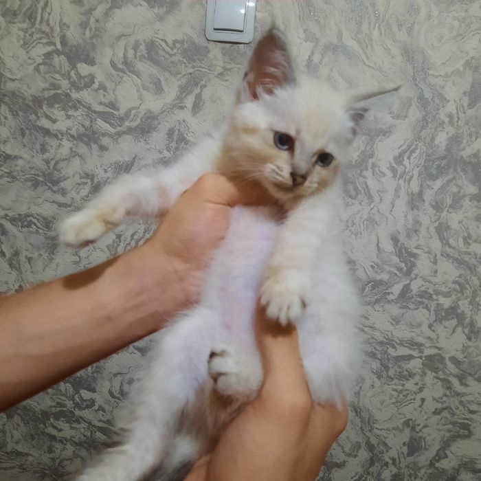 Котенок          .