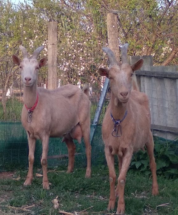 Două capre de vânzare