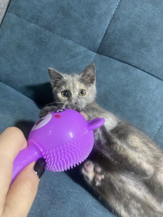 Отдам котенка в добрые руки очень срочно