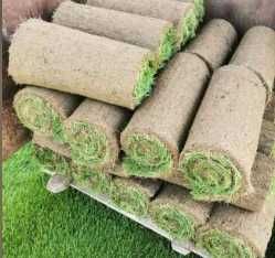 Gazon Rulou Sisteme de irigatii Tuia