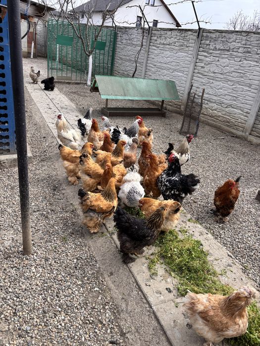 Vand oua brahma si motate