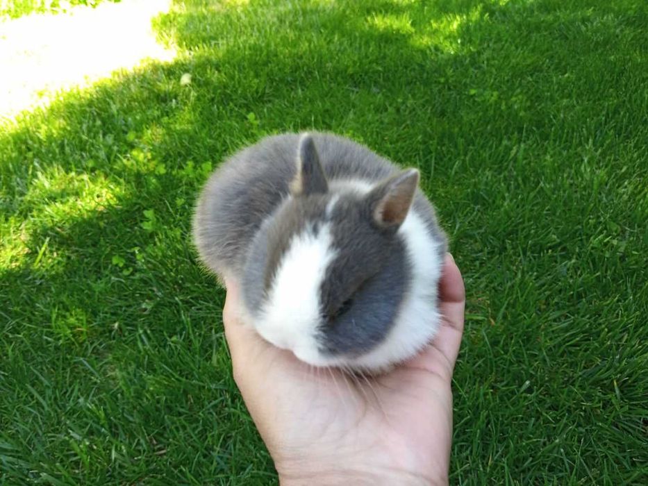 Nederlandskiy karlik quyon bolalari sotiladi