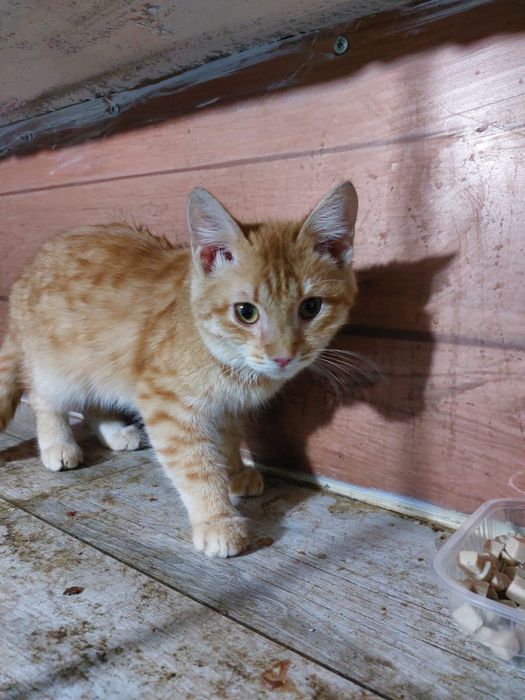 Рыжий кот обормот