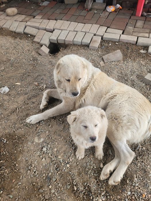 Отдам шенка девочку мама сзади