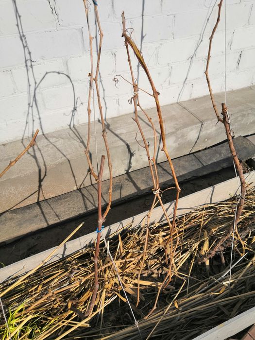 Виноград Киш-Миш чёрный