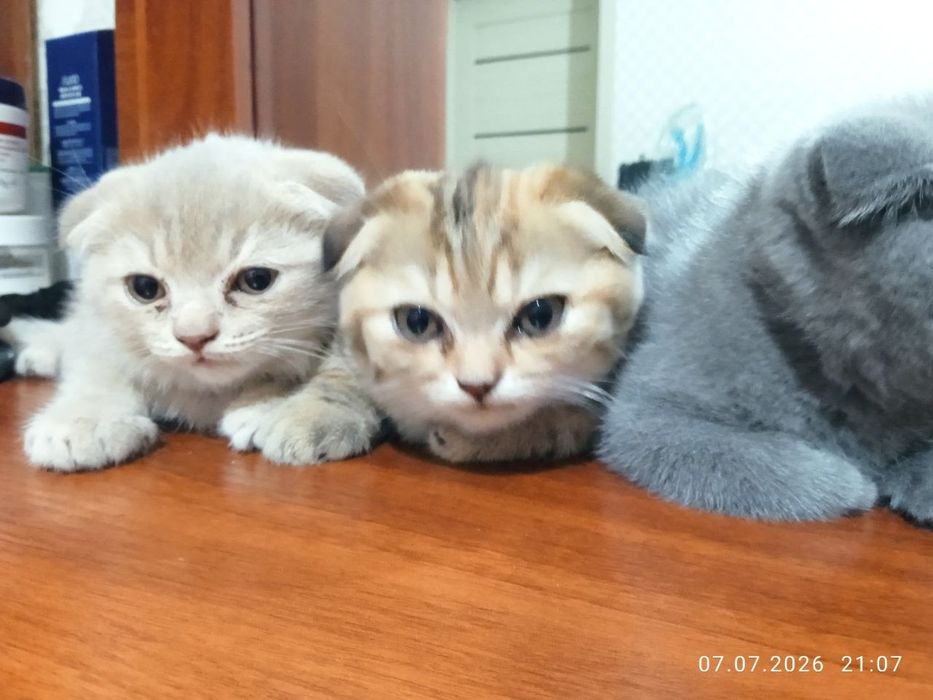 2 oylik zotdor mushukchalar